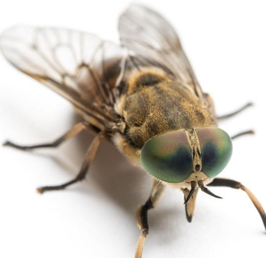 الذباب والبعوض