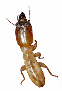 مكافحة النمل