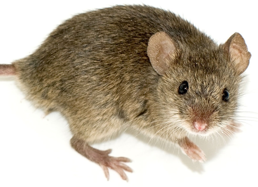 مكافحة الفئران