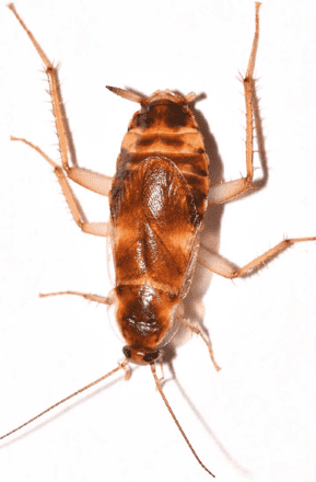 مكافحة الصراصير