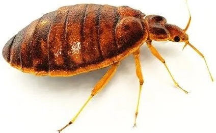 مكافحة بق الفراش